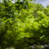 K-1 + FA43 F1.9 Limited