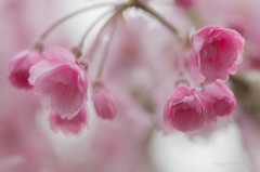八重桜