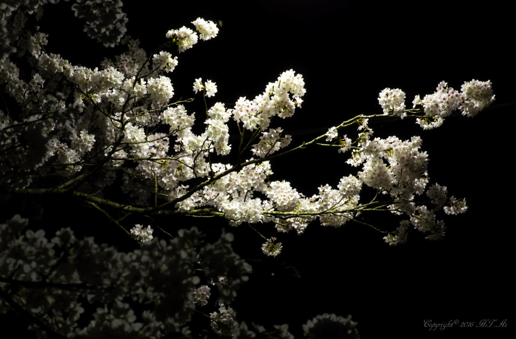 春桜
