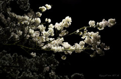 春桜