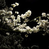 春桜