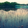 長居公園の池