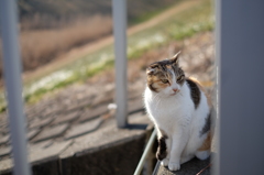 猫。