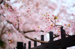 桜。