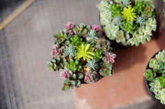 多肉植物。