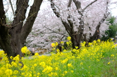 春。