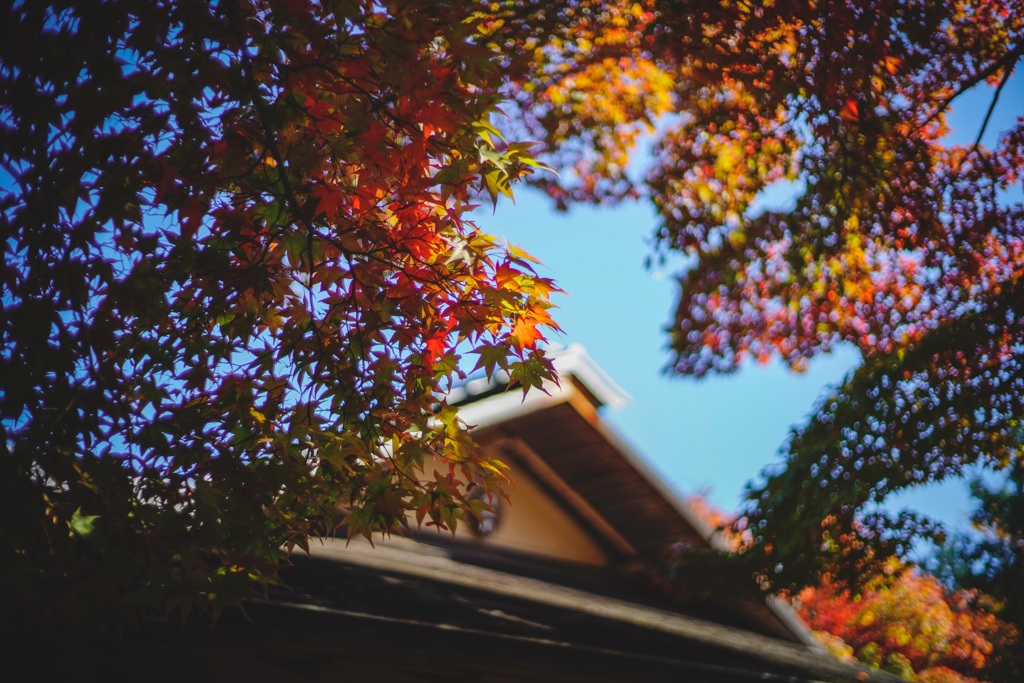 日本の紅葉