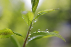 雨上がり