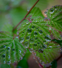 雨上がり4