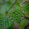 雨上がり4