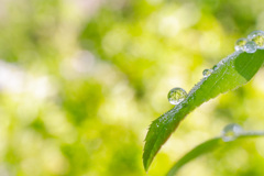 雨上がり3