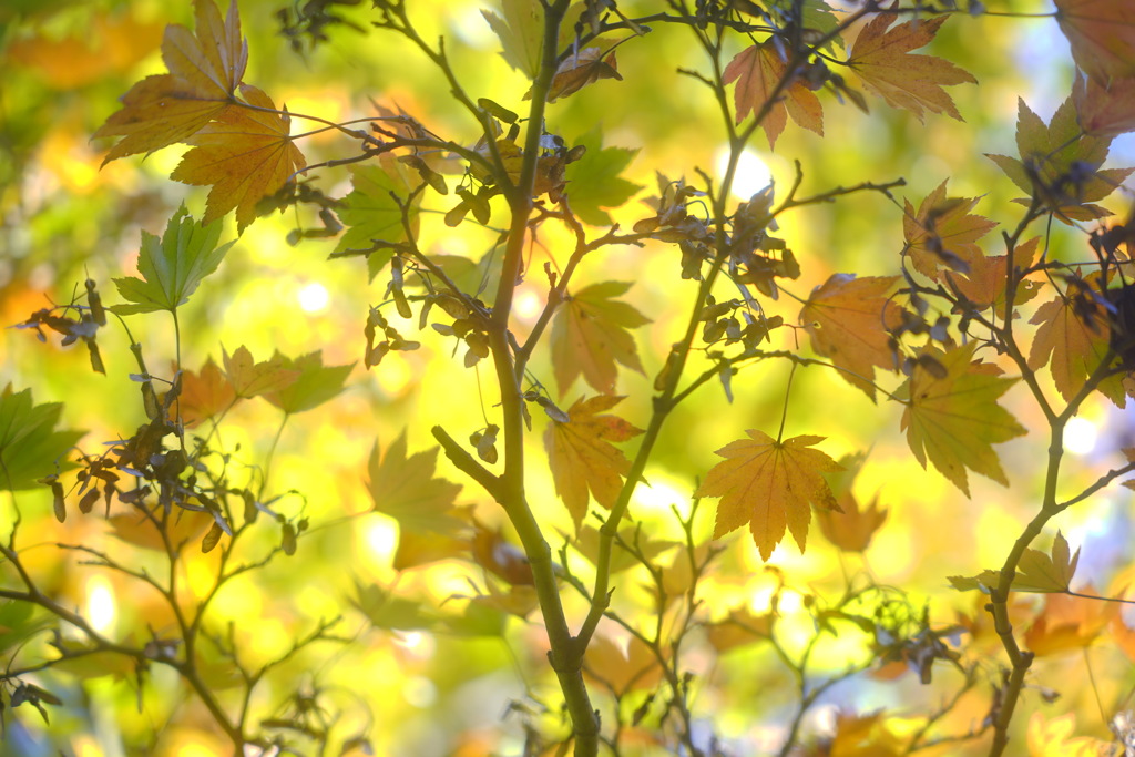 駆け出しの紅葉