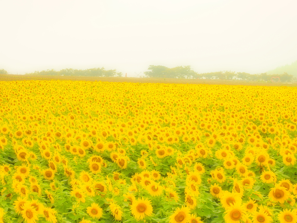 朝霧風向日葵