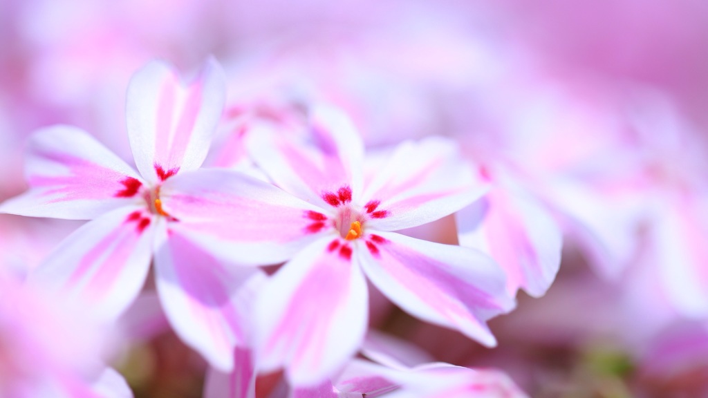 芝桜