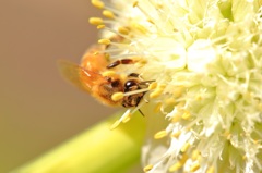 ネギボウズと蜜蜂