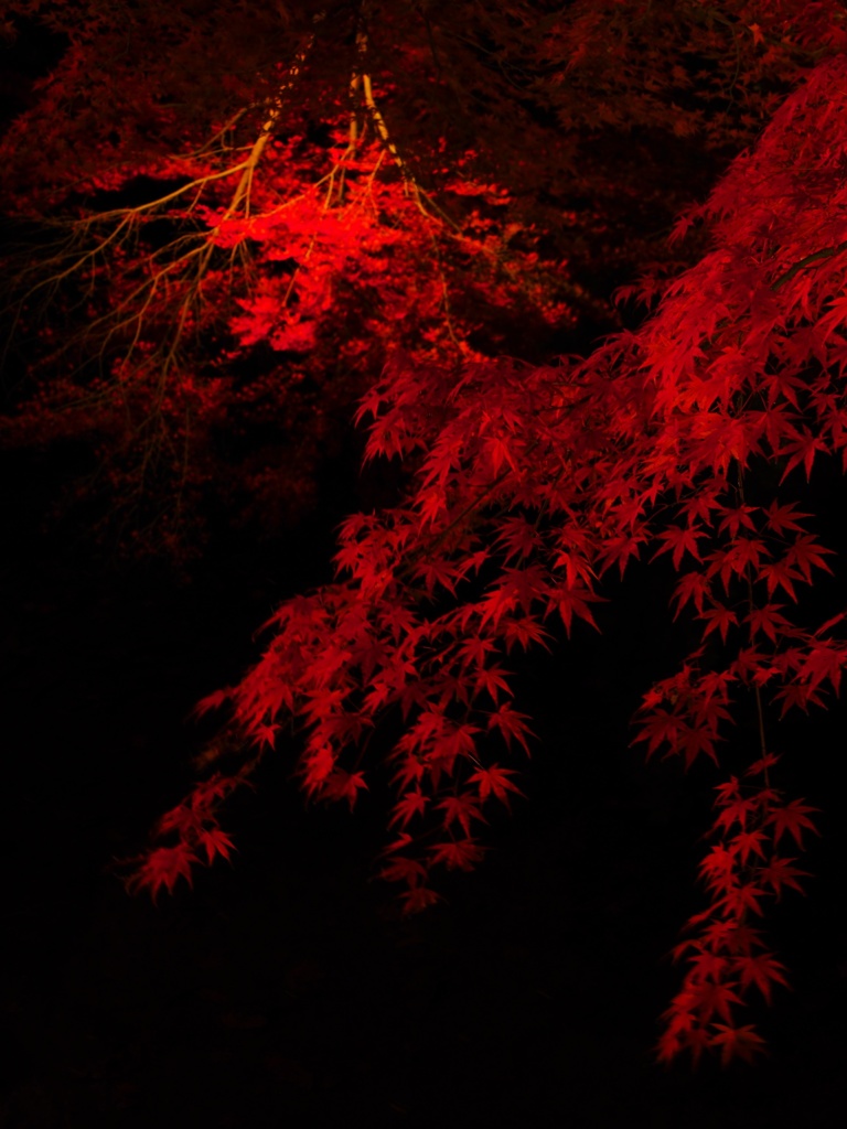 鏡面紅葉と闇と垂れ紅葉