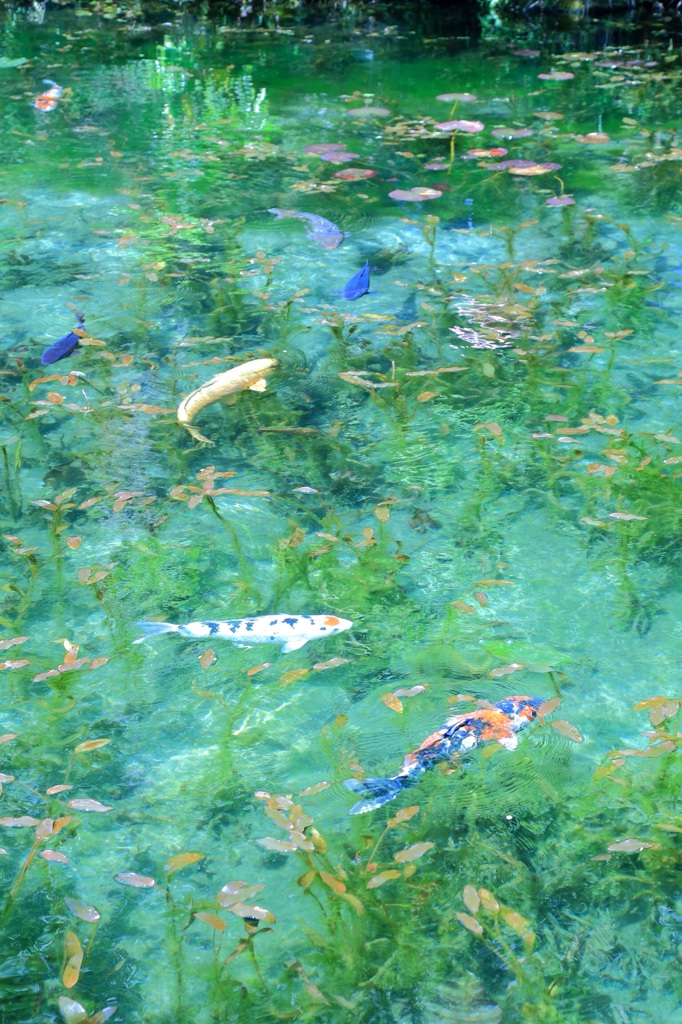 モネ の 池 ハート の 鯉