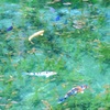 モネの池 ハートマーク鯉