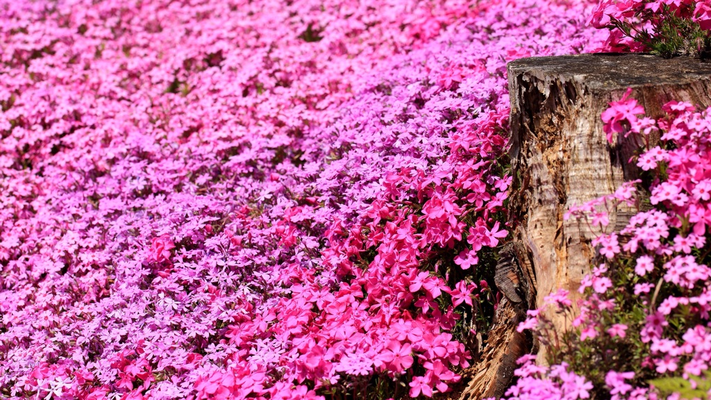 芝桜