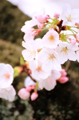 桜