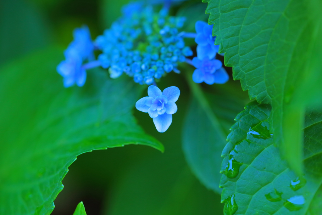 性海寺紫陽花