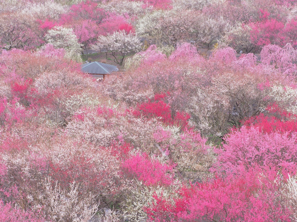 いなべ市梅林公園