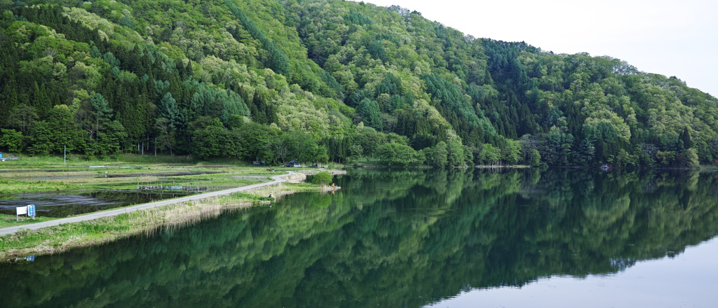 新緑の中綱湖②