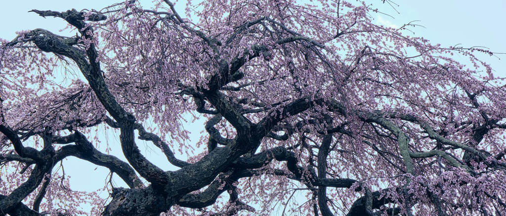 関所破りの桜②