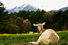 山へ行こうか。