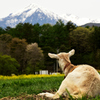 山へ行こうか。