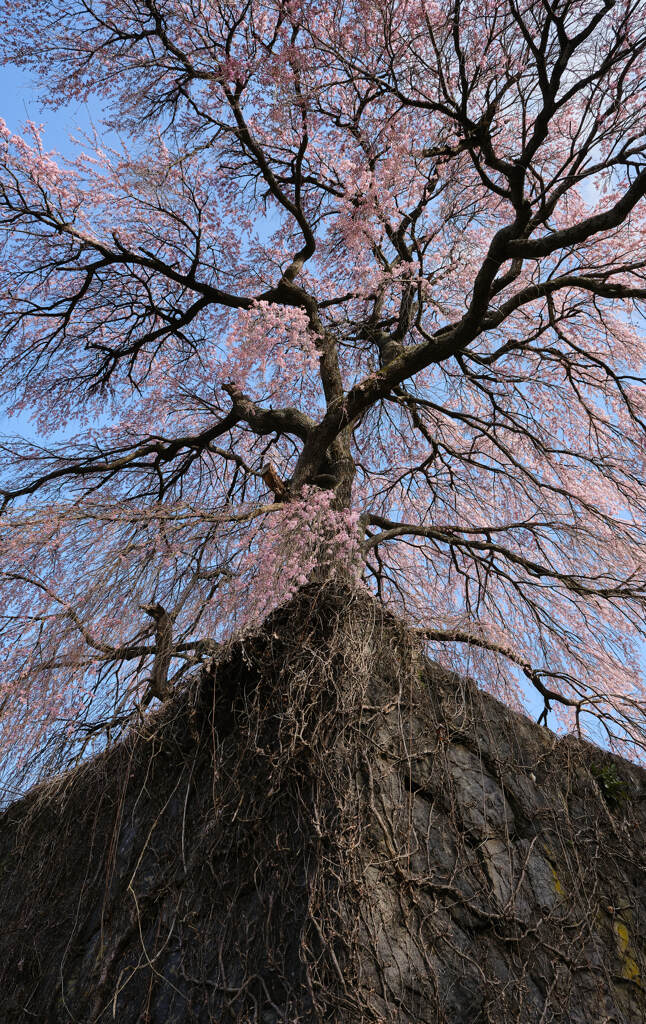 正明寺のしだれ桜