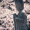 桜と仏像