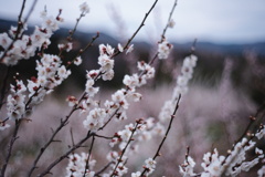 梅の花。