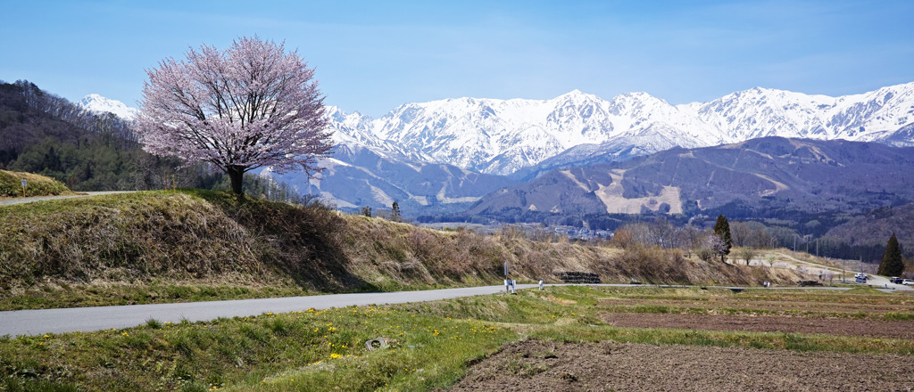 後立山と野平の桜