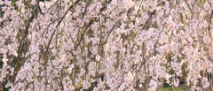 桜のシャワー