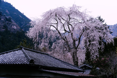 瓦屋根と桜