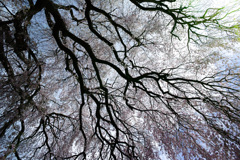 桜の屋根の下