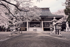 妙了寺の桜