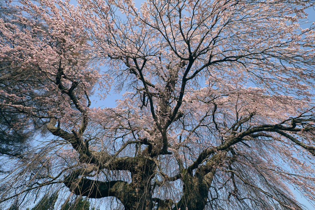 桜の花の屋根