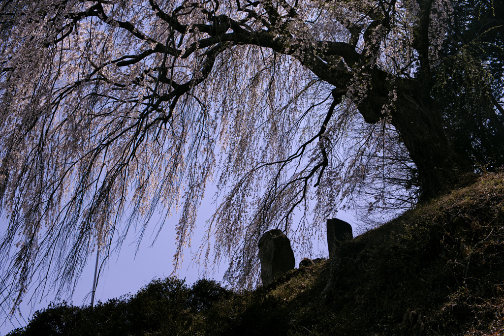 桜下の石碑