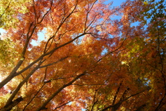 須砂渡渓谷の秋