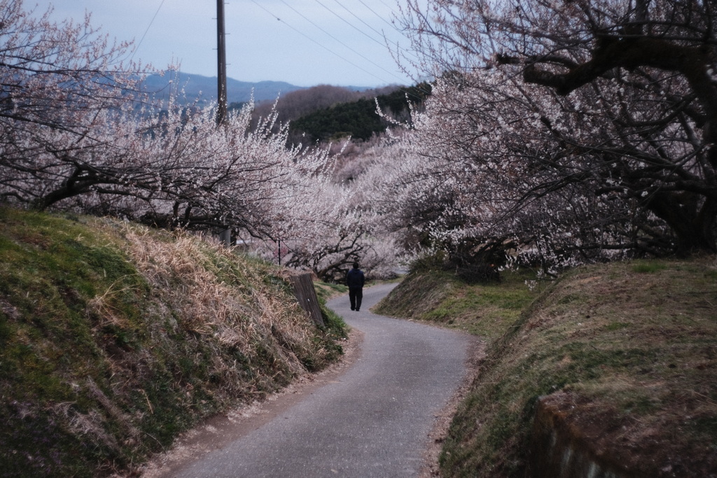 梅の道。