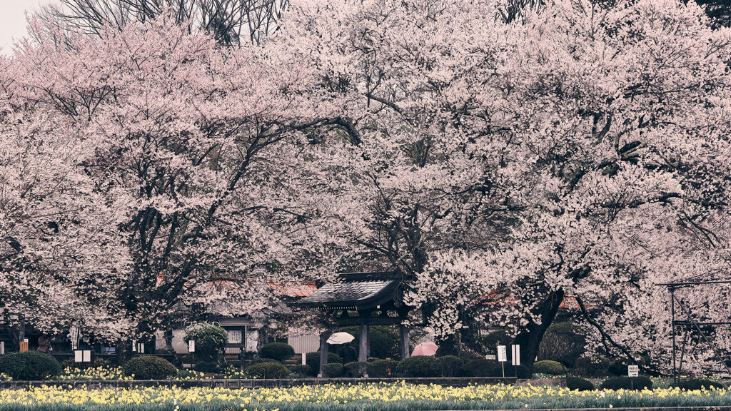 雨桜日和