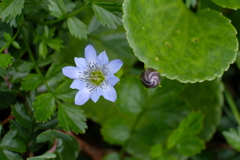 花と蕾