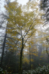 霧の森の彩り