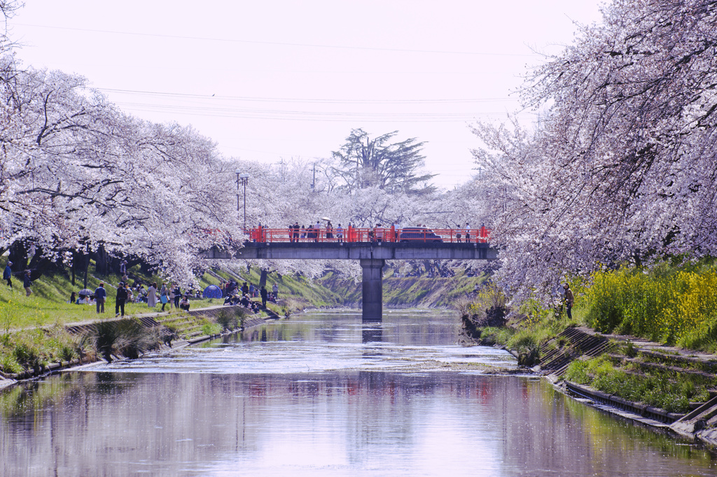 桜の橋の上