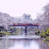 桜の橋の上