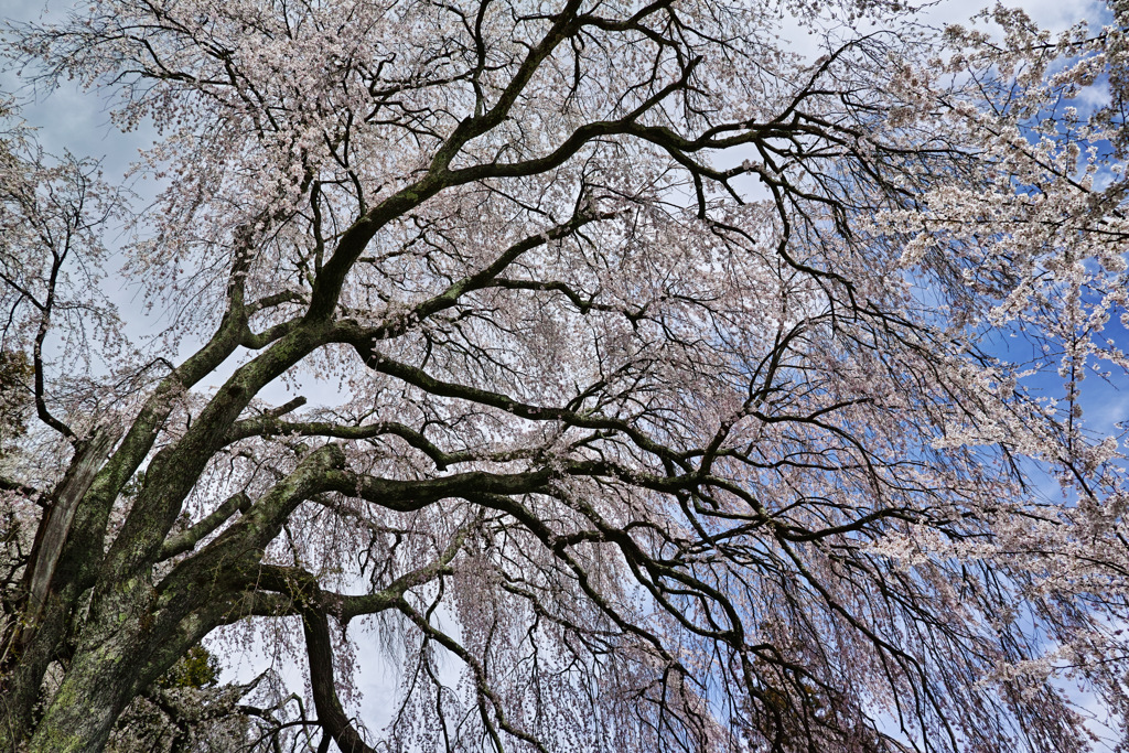 空を覆う桜