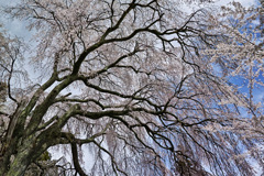 空を覆う桜