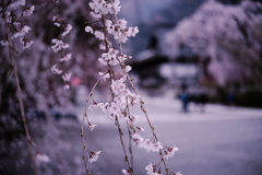 桜の向こうに